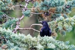 Corneille noire - Corvus corone - Carrion Crow<br>Région Parisienne