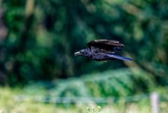 Corneille noire - Corvus corone - Carrion Crow<br>Région Parisienne