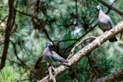 Pigeon colombin - Columba oenas - Stock Dove<br>Région Parisienne