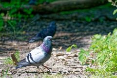 Pigeon biset urbain - Columba livia - Rock Dove<br>Région Parisienne