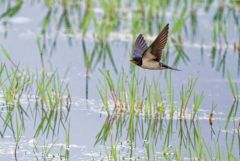 Hirondelle rustique - Hirundo rustica - Barn Swallow<br>Vendée