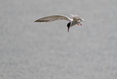 Sterne pierregarin - Sterna hirundo - Common Tern<br>Région parisienne
