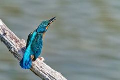 Martin-pêcheur d'Europe - Alcedo atthis - Common Kingfisher<br>Région parisienne