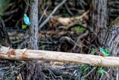 Martin-pêcheur d'Europe - Alcedo atthis - Common Kingfisher<br>Région parisienne