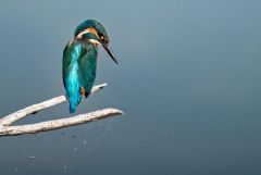 Martin-pêcheur d'Europe ♂ - Alcedo atthis - Common Kingfisher<br>Région parisienne