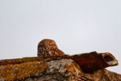 Chevêche d'Athéna - Athene noctua - Little Owl<br>Vendée