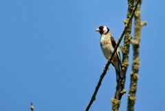 Chardonneret élégant - Carduelis carduelis - European Goldfinch<br>Vendée