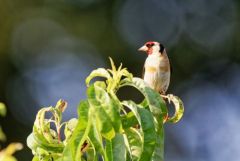 Chardonneret élégant - Carduelis carduelis - European Goldfinch<br>Vendée
