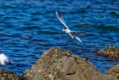 Sterne caugek - Thalasseus sandvicensis - Sandwich Tern<br>Vendée