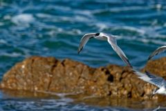 Sterne caugek - Thalasseus sandvicensis - Sandwich Tern<br>Vendée