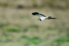 Vanneau huppé - Vanellus vanellus - Northern Lapwing<br>Vendée