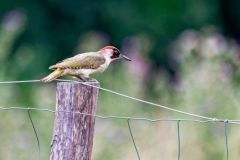 Pic vert ♂ - Picus viridis - European Green Woodpecker<br>Région parisienne