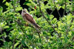 Faucon crécerelle juvénile - Falco tinnunculus - Common Kestrel<br>Région Parisienne