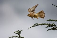 Faucon crécerelle juvénile - Falco tinnunculus - Common Kestrel<br>Région Parisienne