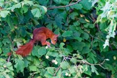 Ecureuil roux -  Sciurus vulgaris - Eurasian Red Squirrel<br>Région Parisienne