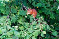 Ecureuil roux -  Sciurus vulgaris - Eurasian Red Squirrel<br>Région Parisienne