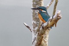 Martin pêcheur d’Europe - Alcedo 
atthis<br>Common Kingfisher<br>Région parisienne