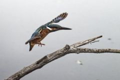 Martin pêcheur d'Europe - Alcedo atthis - Common Kingfisher<br>Région parisienne
