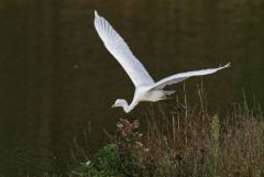 Grande Aigrette - Ardea alba - Great Egret<br>Région parisienne