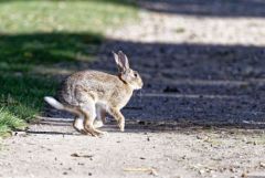 Lapin de garenne - Oryctolagus cuniculus - European Rabbit<br>Région parisienne