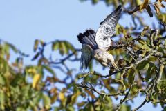 Faucon crécerelle ♂ - Falco tinnunculus - Common Kestrel<br>Région Parisienne