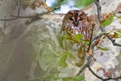Chouette hulotte - Strix aluco - Tawny Owl<br>Région parisienne