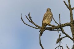 Faucon crécerelle ♀ - Falco tinnunculus - Common Kestrel<br>Région Parisienne