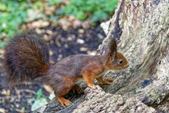 Écureuil roux - Sciurus vulgaris - red squirrel<br>Région parisienne