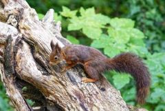 Écureuil roux - Sciurus vulgaris - red squirrel<br>Région parisienne