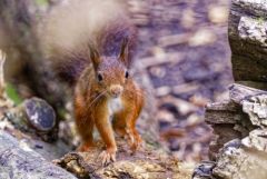 Écureuil roux - Sciurus vulgaris - red squirrel<br>Région Parisienne