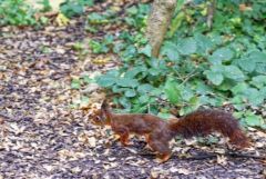 Écureuil roux - Sciurus vulgaris - red squirrel<br>Région Parisienne