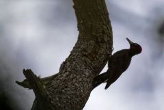 Pic noir ♀ - Dryocopus martius - Black Woodpecker<br>Vendée