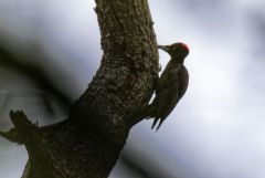 Pic noir ♀ - Dryocopus martius - Black Woodpecker<br>Vendée