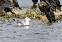 Goéland leucophée 2ème année - Larus michahellis - Yellow-legged Gull<br>Région parisienne