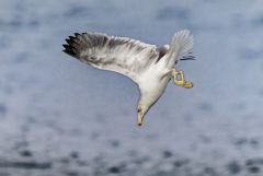 Goéland leucophée - Larus michahellis - Yellow-legged Gull<br>Région parisienne