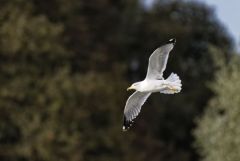 Goéland leucophée - Larus michahellis - Yellow-legged Gull<br>Région parisienne