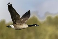 Bernache du Canada - Branta canadensis - Canada Goose<br>Région parisienne