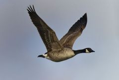 Bernache du Canada - Branta canadensis - Canada Goose<br>Région parisienne