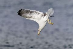 Goéland leucophée - Larus michahellis - Yellow-legged Gull<br>Région parisienne