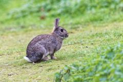 Lapin de garenne - Oryctolagus cuniculus - European Rabbit<br>Région parisienne