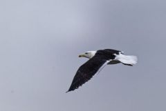 Goéland marin - Larus marinus - Great Black-backed Gull<br>Vendée