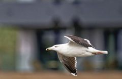 Goéland marin - Larus marinus - Great Black-backed Gull<br>Vendée