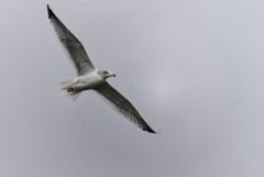Goéland argenté - Larus argentatus - European Herring Gull<br>Vendée