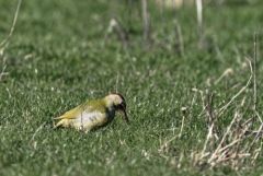 Pic vert ♀ - Picus viridis - European Green Woodpecker<br>Région parisienne