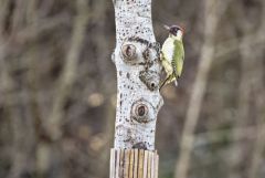 Pic vert ♂ - Picus viridis - European Green Woodpecker<br>Région parisienne