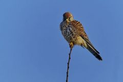Faucon crécerelle ♀ - Falco tinnunculus - Common Kestrel<br>Région Parisienne