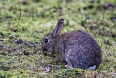 Lapin de Garenne - Oryctolagus cuniculus - European Rabbit<br>Région parisienne