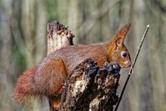 Ecureuil roux - Sciurus vulgaris - Eurasian Red Squirrel<br>Région parisienne