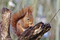 Ecureuil roux - Sciurus vulgaris - Eurasian Red Squirrel<br>Région parisienne