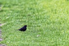 Merle noir - Turdus merula - Common Blackbird<br>Région parisienne